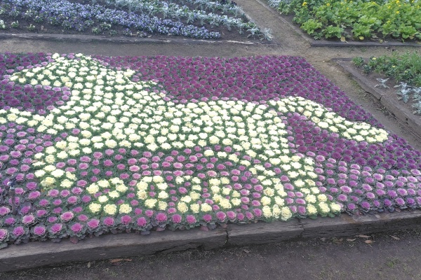 本年の干支 ” 馬 ” 紹介